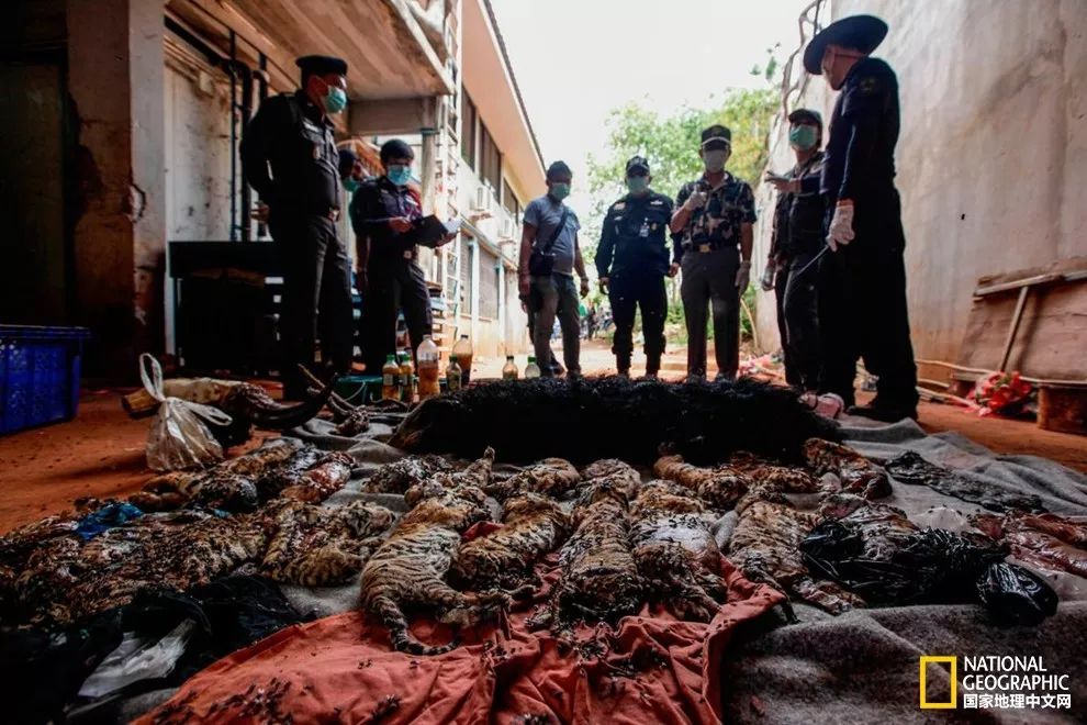 国家地理历史解密,国家地理老虎的复仇