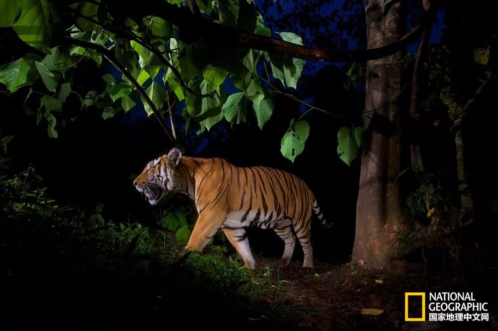 国家地理历史解密,国家地理老虎的复仇