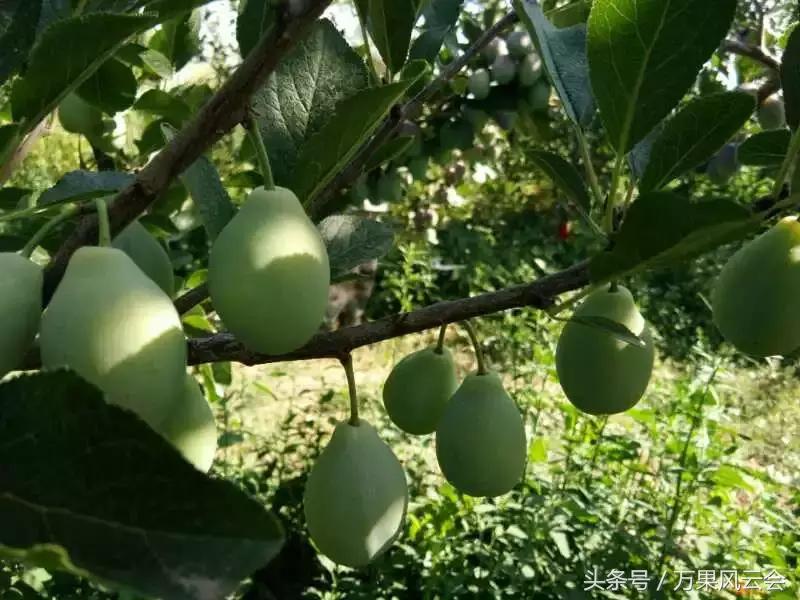 55元一斤的水果有哪些,5-6元一斤的水果有哪些