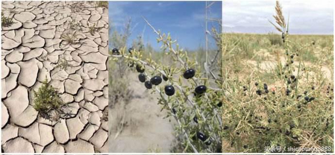 黑果枸杞药用价值,黑果枸杞的作用与功效