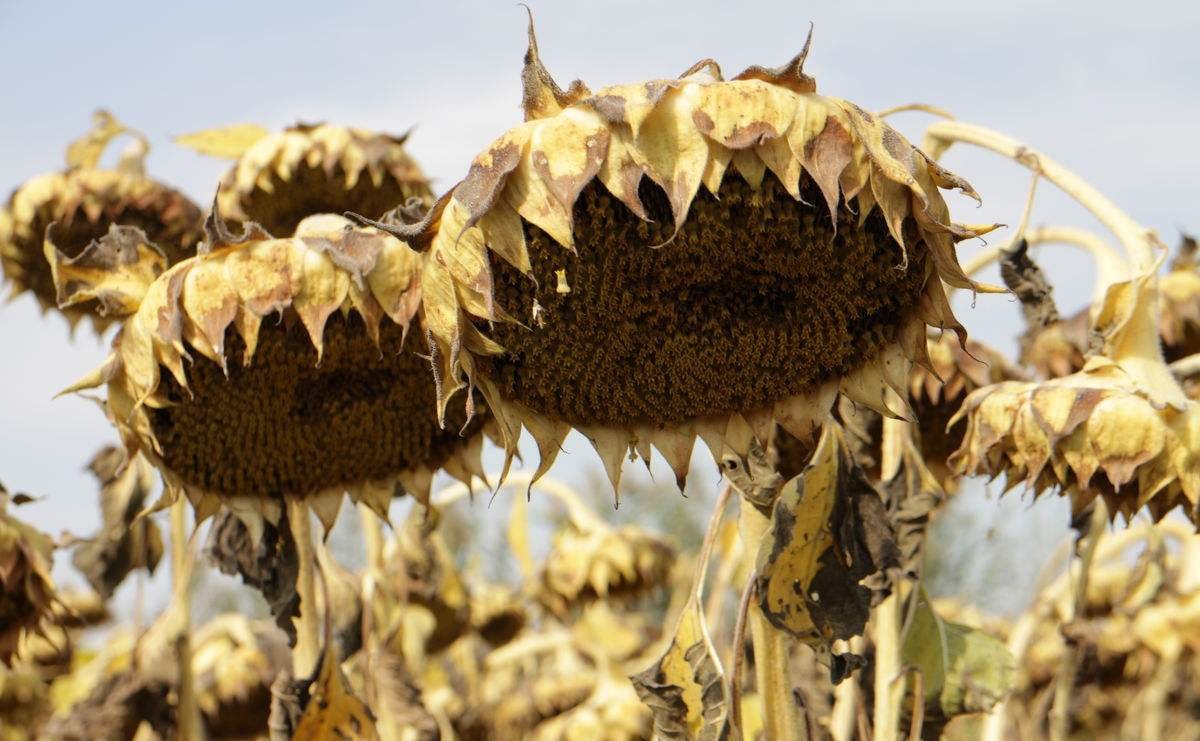 娌硅懙钁佃姳绫芥补,钁佃姳绫芥补鏄补钁靛仛鍑烘潵鐨勫悧