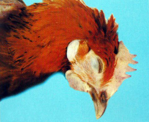 原虫破坏白细胞,鸡白细胞原虫病危害