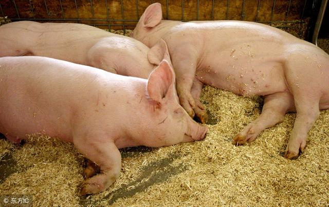 母猪石灰尿处理方法,母猪石灰尿原因及解决办法