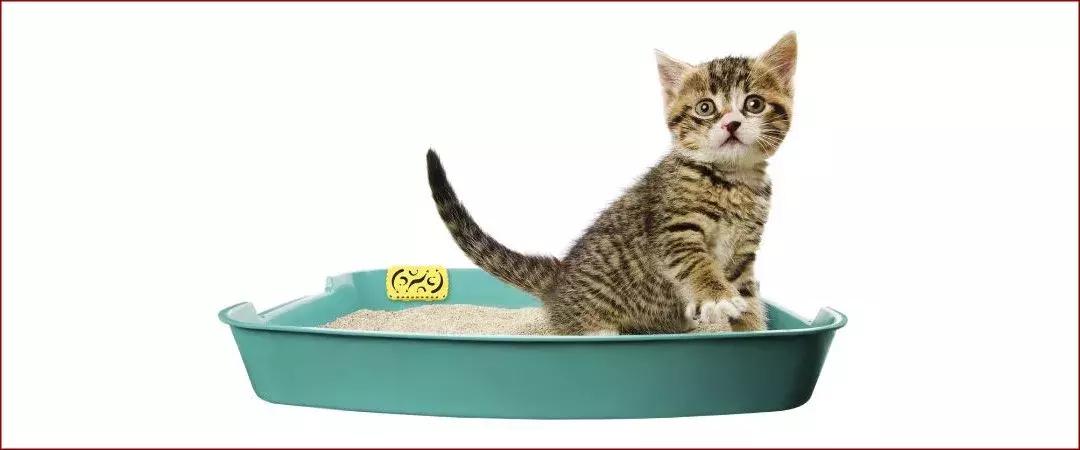 猫砂敷脸、蜜蜂毒疗，女明星怪异美容法真的有效？