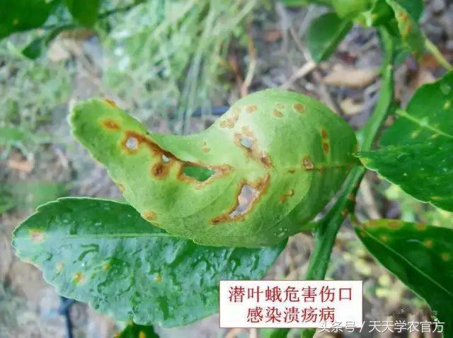 喷柑橘红蜘蛛喷什么农药好,生物叶面肥防治柑橘红蜘蛛