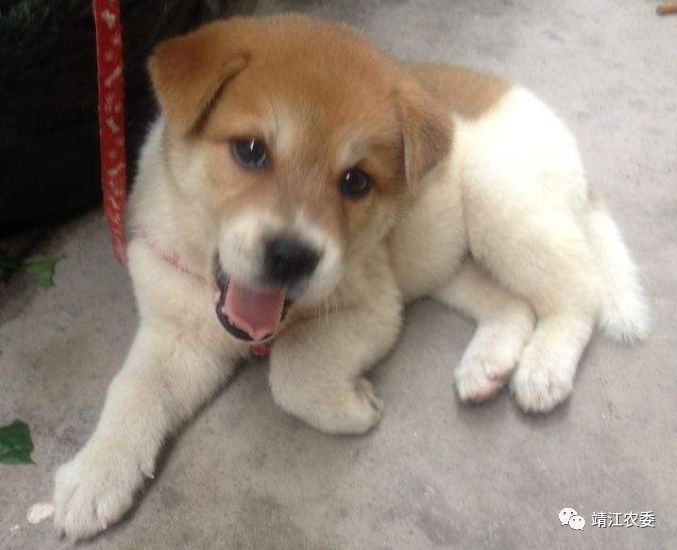 泰州宠物免费狂犬疫苗,靖江打狂犬病疫苗在哪打