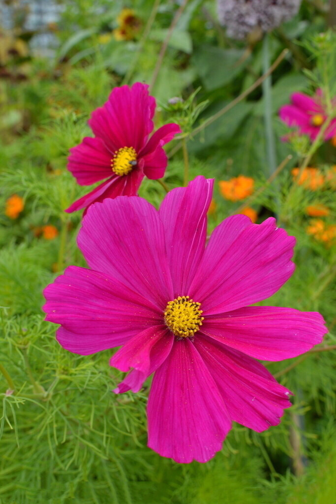 都认识“它”吧？我们老家管它叫“扫帚梅”你们那叫什么？