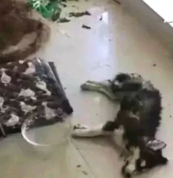 猫把电线咬破怎么办,猫咬电线被炸成小糊脸