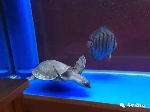 难养的龟,龟难养吗