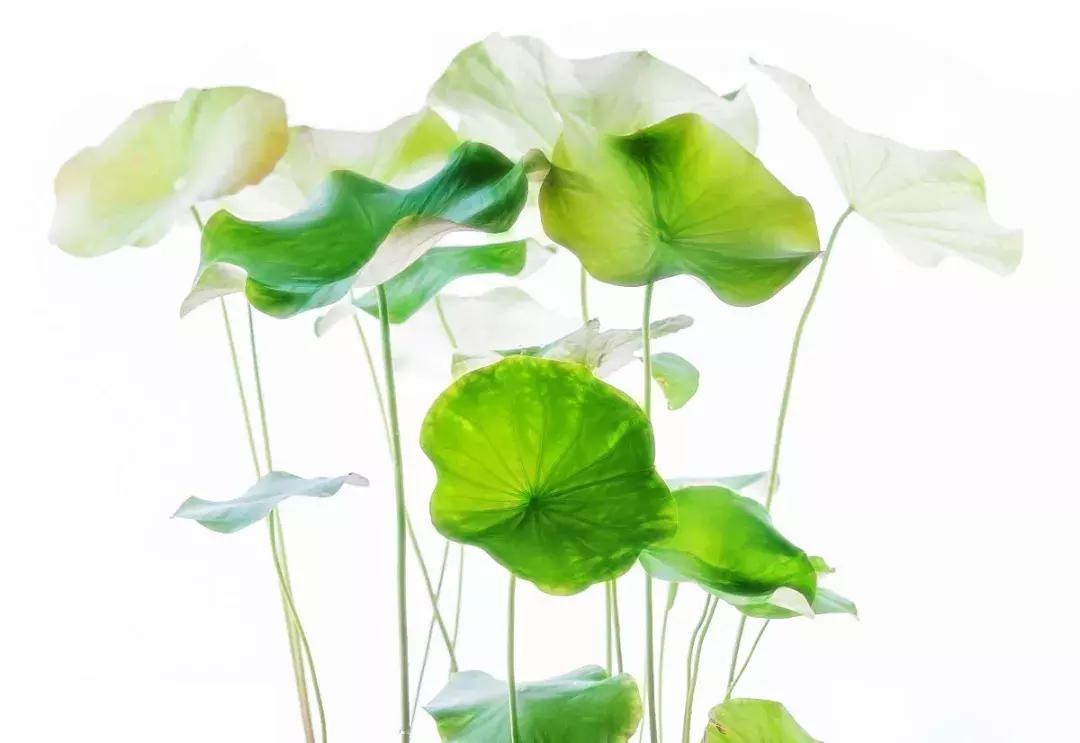 何湛兮:荷花的别名与诗词