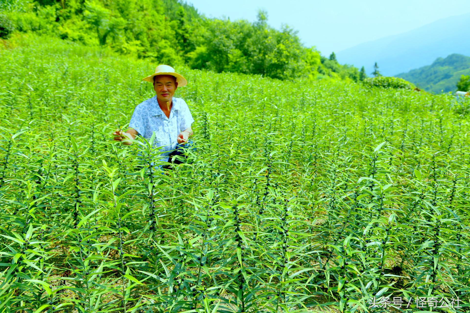 宜昌新鲜百合,宜昌百合新鲜