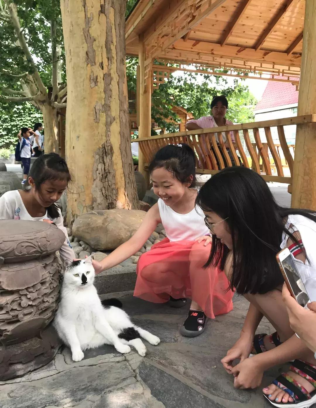 《猫谱》中的衔蝉就是王情圣这样的猫，我就是我，不一样的情圣！