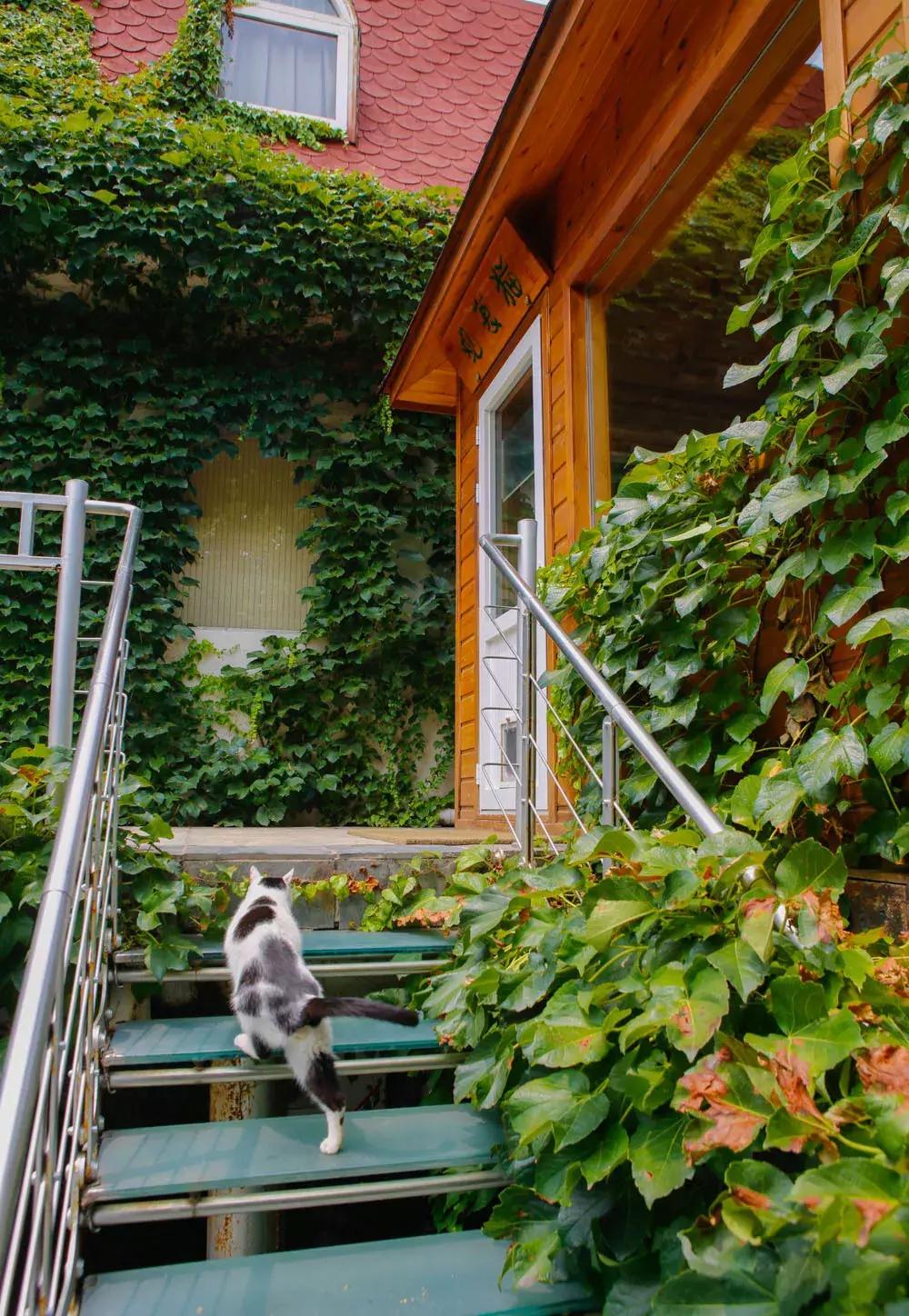 《猫谱》中的衔蝉就是王情圣这样的猫，我就是我，不一样的情圣！