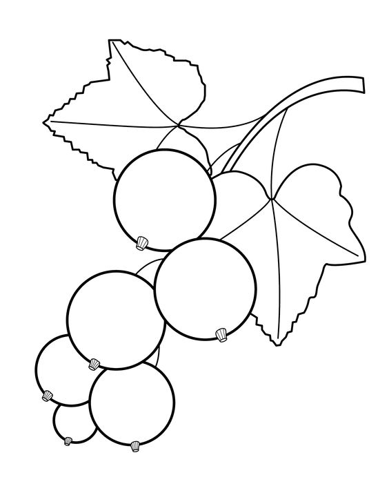 100个水果蔬菜简笔画,各种水果简笔画手稿