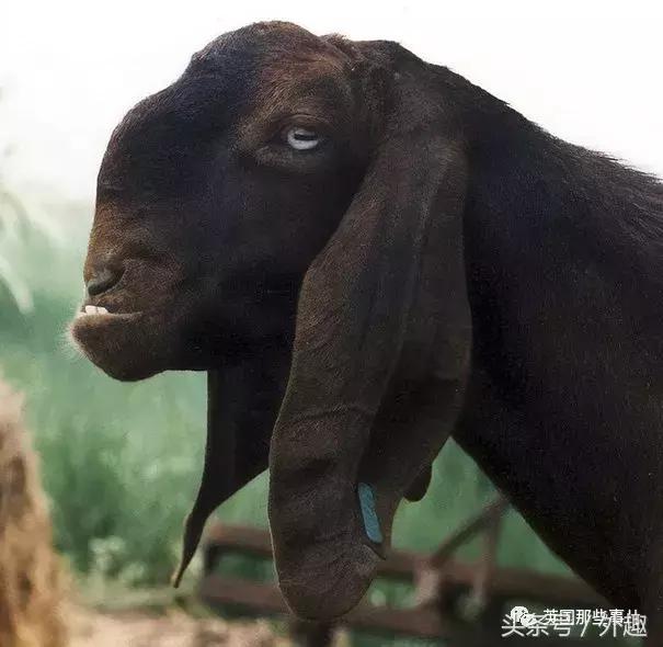 被沙特土豪炒到6万美刀一只的选美级羊咩咩……就长这个鬼样？！