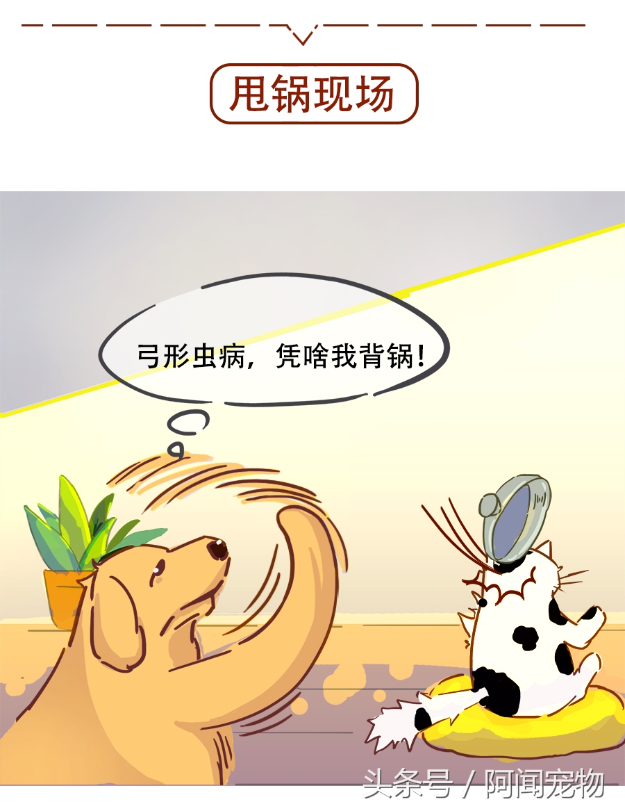 没养过猫狗的孕妇会感染弓形虫吗,孕期需要给猫狗做几次弓形虫检查