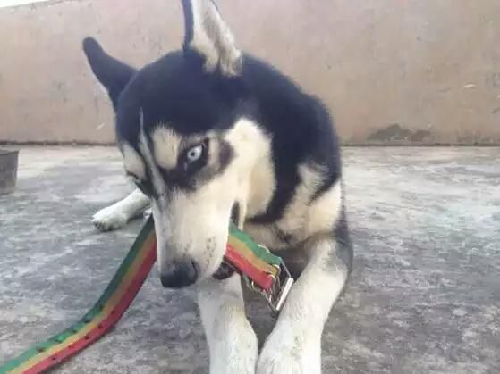 哈士奇拆家把自己弄成黑炭,哈士奇拆沙发拆主人的口红