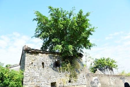 头胎剖宫产二胎疤痕妊娠几率,一胎剖腹产二胎瘢痕处妊娠的几率