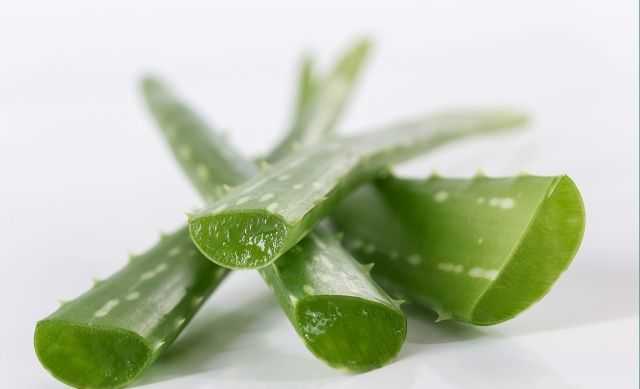 芦荟叶子黄怎么办,芦荟叶子坏了怎么处理