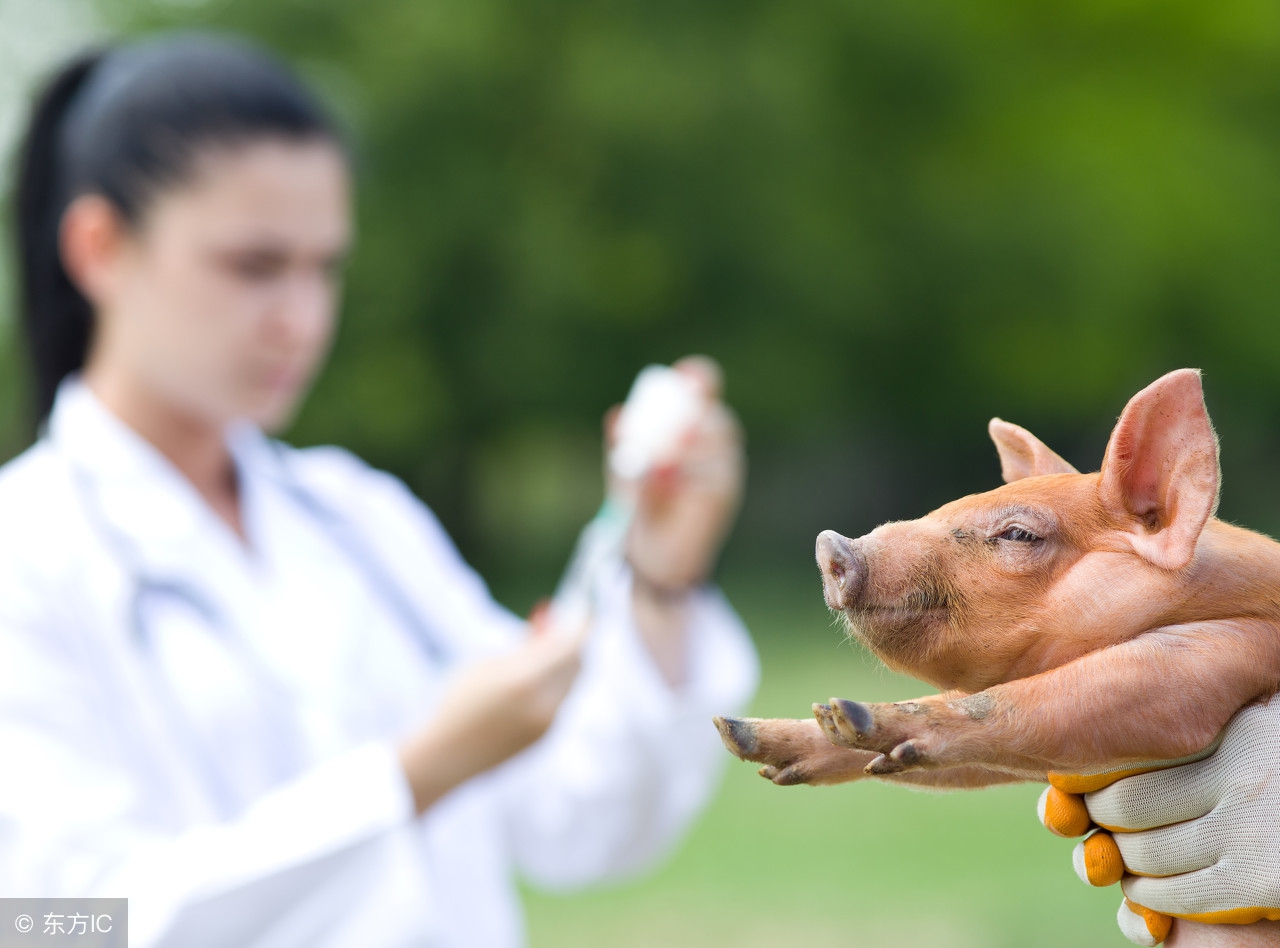 蓝耳病爆发期采用什么方案,猪蓝耳病有哪些典型症状