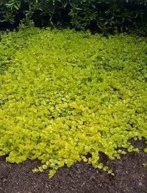 花园土壤怎么改造,花园改造松土技巧