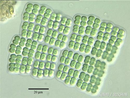 海缸几种常见的藻类,中国常见浮游藻类图谱
