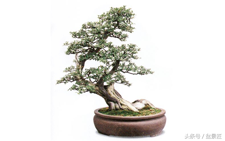 如何制作雀梅盆景,雀梅盆景怎么制作