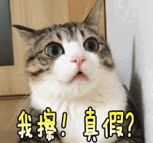 滨江综合体育馆推荐,滨江体育馆最新通知