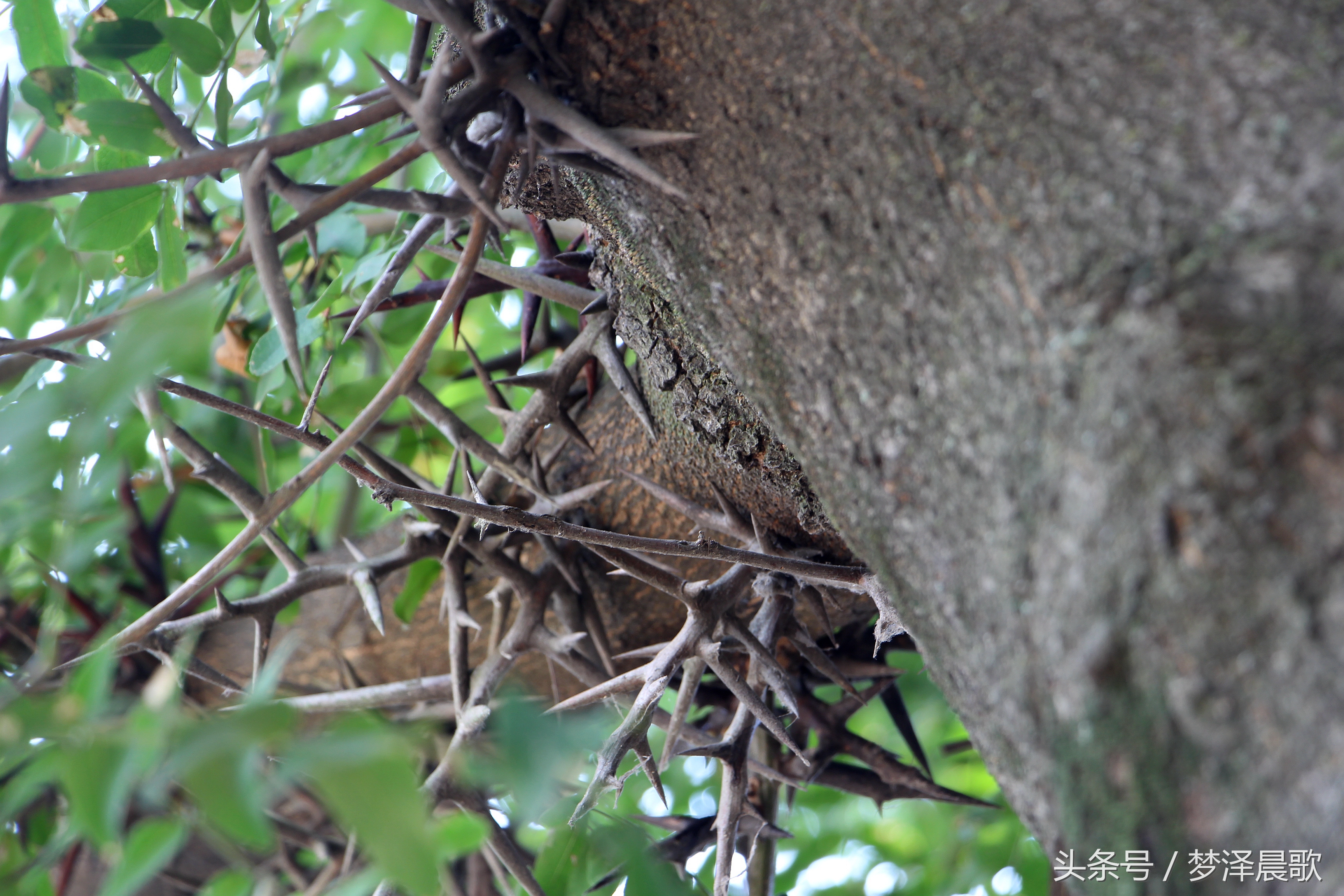 长满长长的尖刺看着吓人难得一见的稀有百年老皂荚树