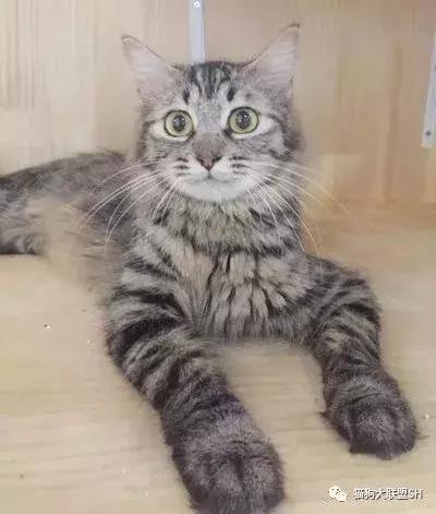 猫狗大联盟维护,猫狗联盟