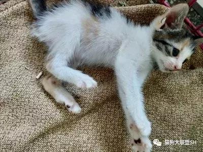 猫狗大联盟维护,猫狗联盟