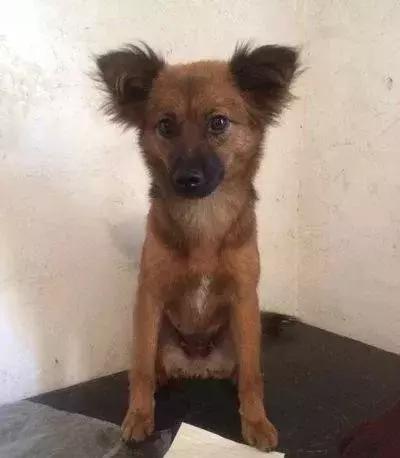 猫狗大联盟维护,猫狗联盟