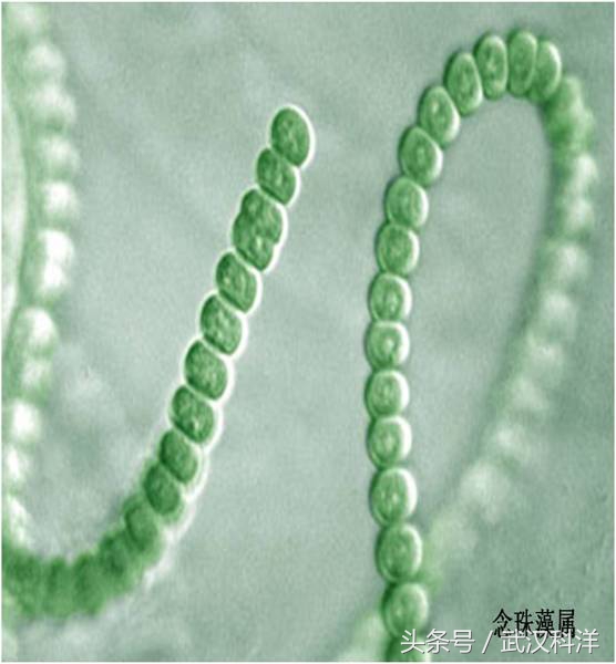 海边常见藻类植物图片,藻类植物常见的有什么