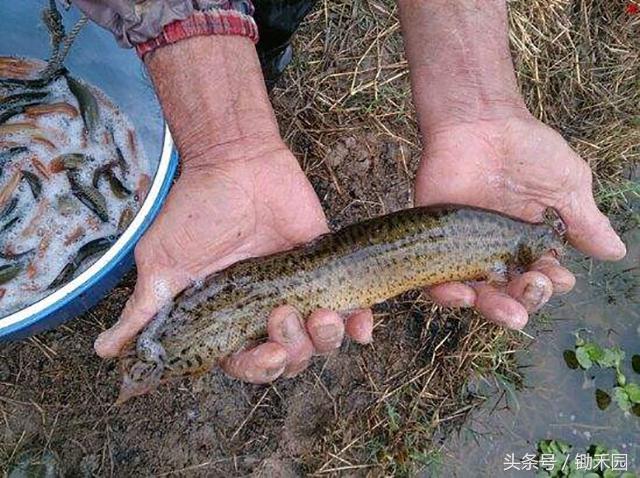 养殖泥鳅怎样才能赚钱,养泥鳅一亩地的泥鳅苗要多少钱呢
