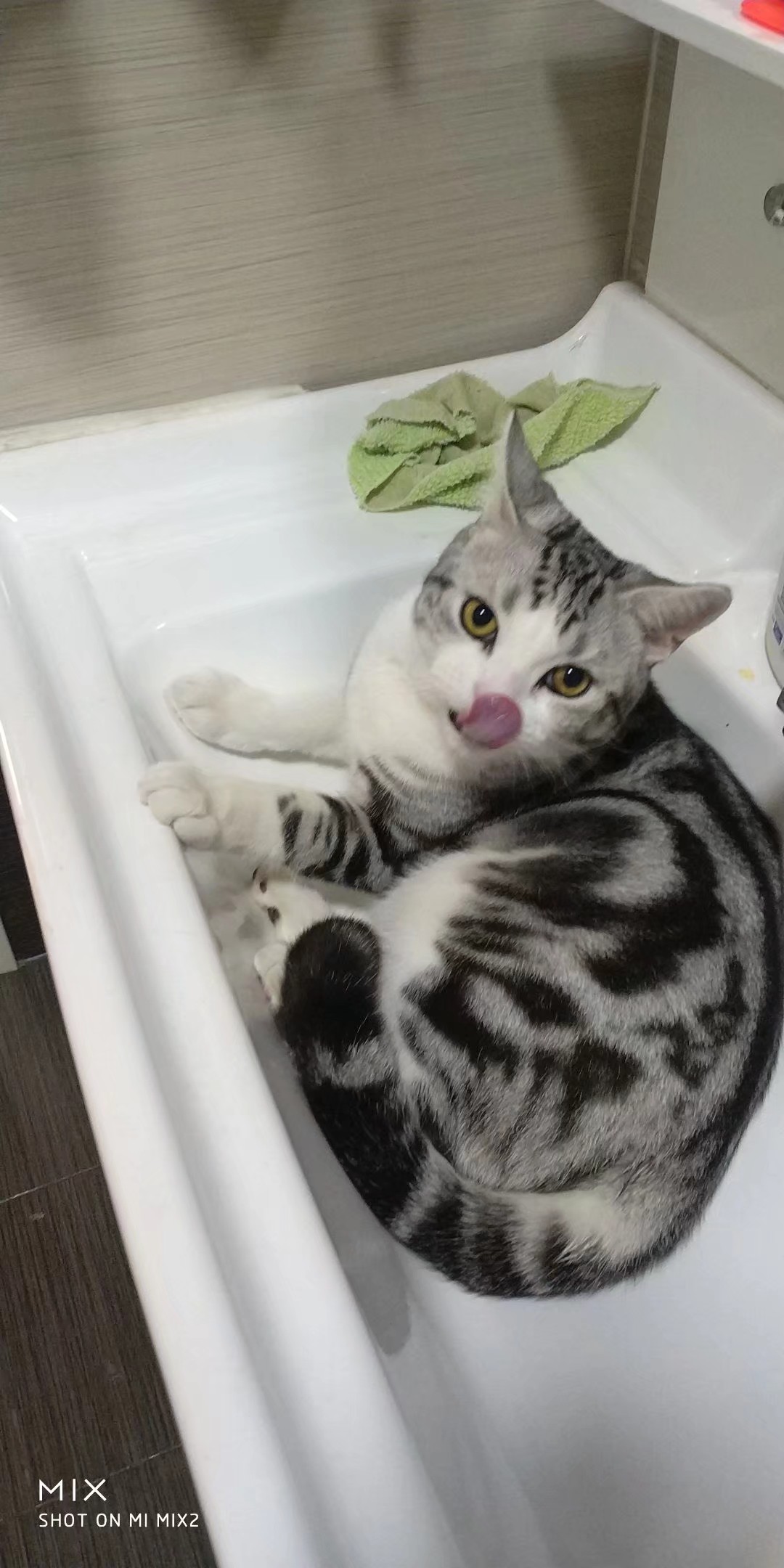 小猫顶球户外,小猫打抛球