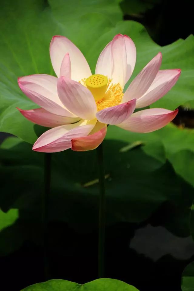 有没有一句你喜欢的但是夏日荷花的清凉就藏在这些只言片语之中