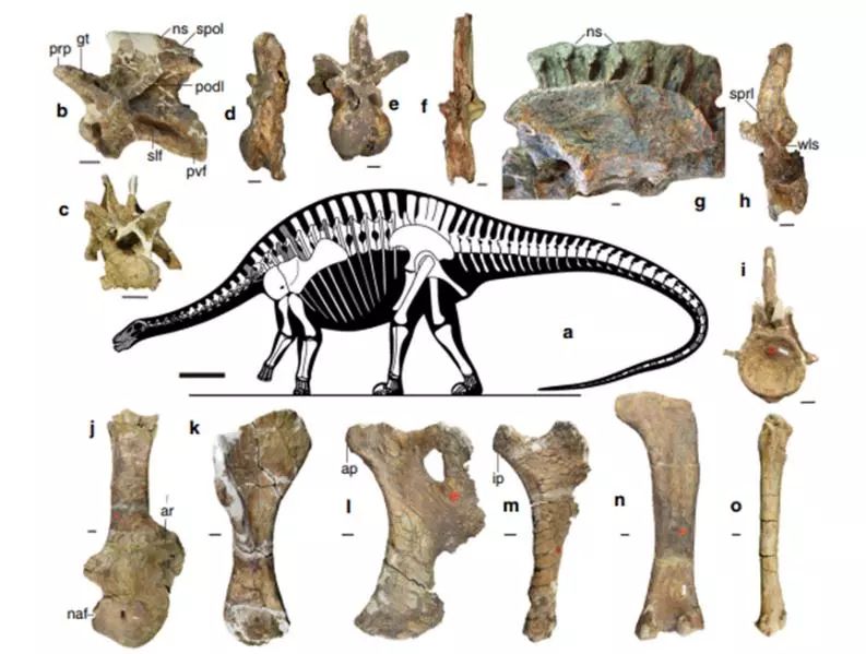 怀孕期间减肥导致胎儿畸形,怀孕减肥对胎儿有影响吗