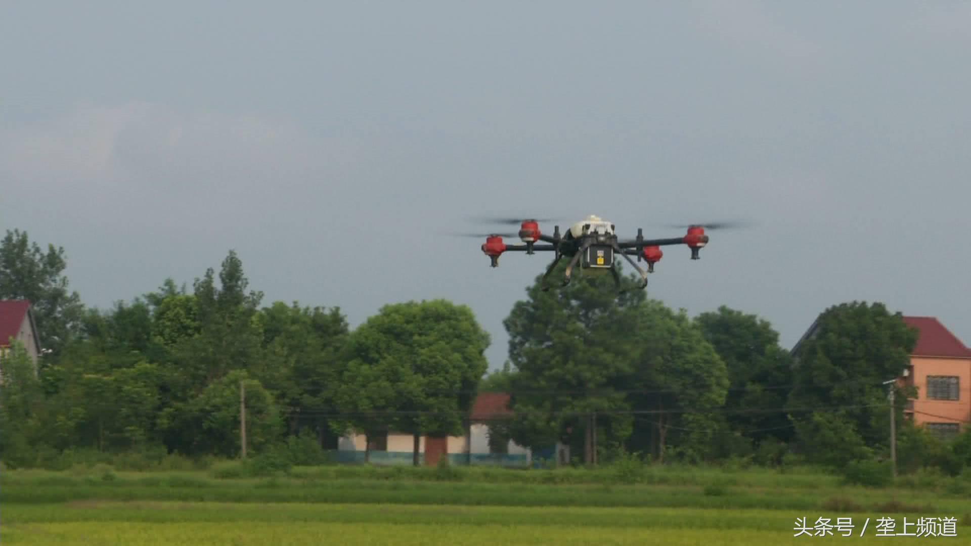 水稻稻飞虱在高温天气会爆发吗,水稻遇到高温干旱怎么办