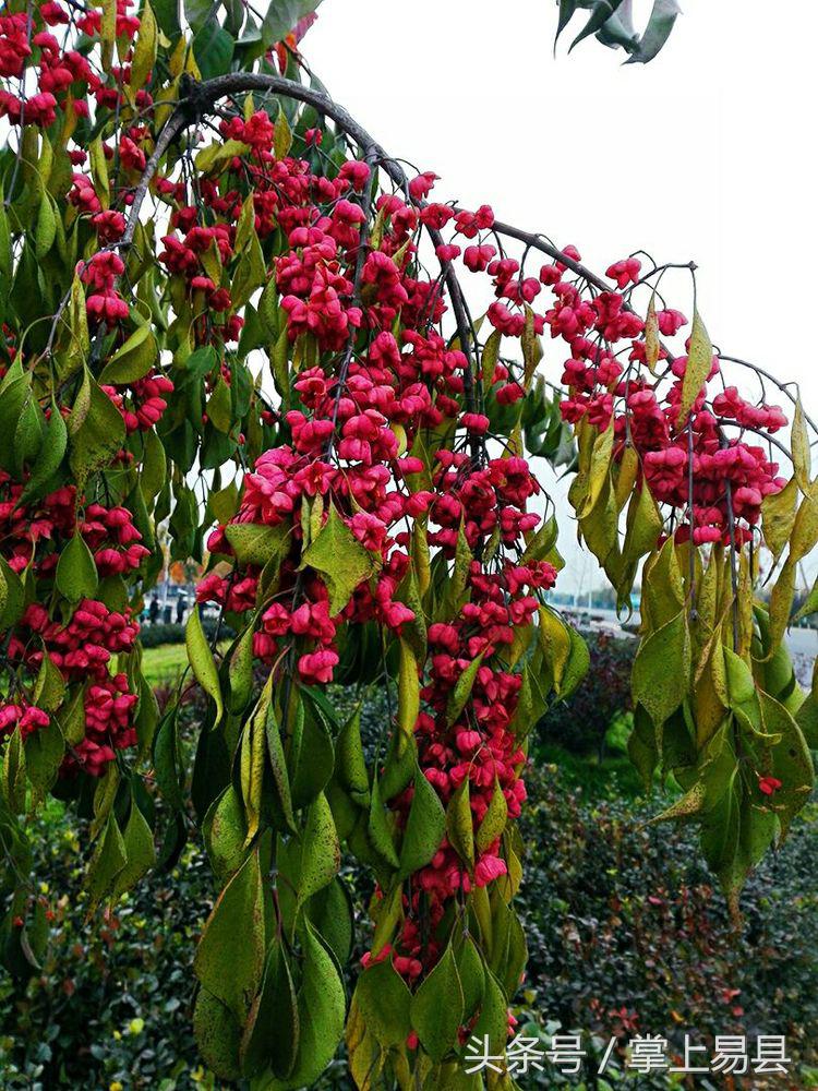 窟窿山,凤凰山星月