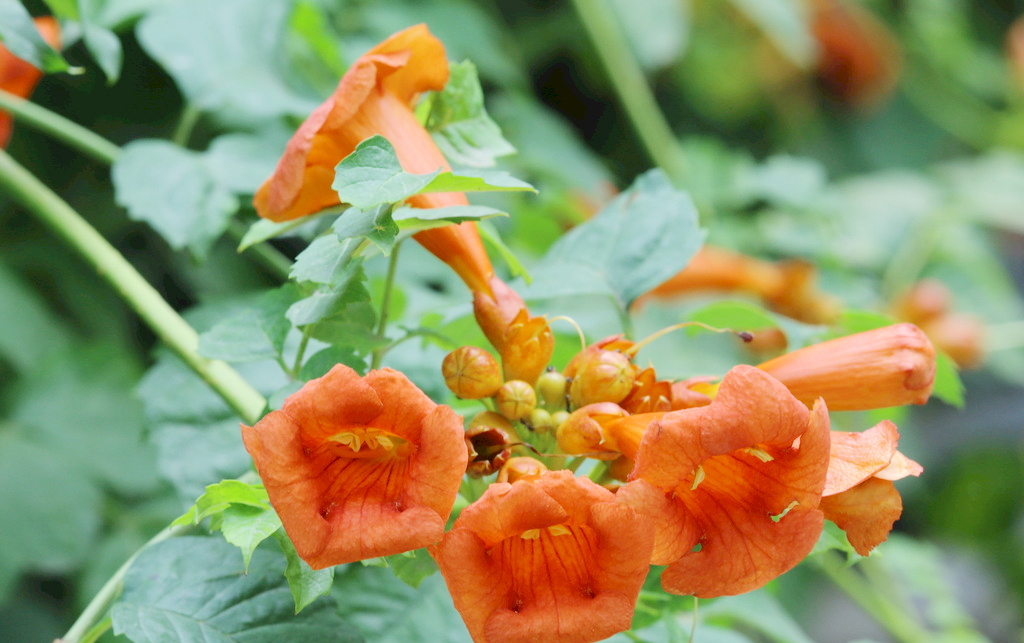 二泉听曲，寄畅游园——《水墨江南篇》