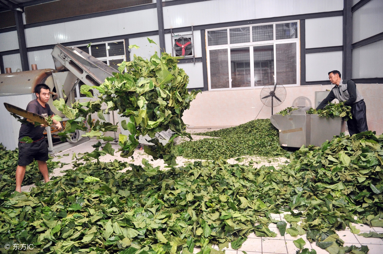 真茶叶假茶叶辨别方法,分辨假的茶叶是什么茶