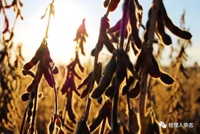 垄断全球粮食的四大粮商,四大粮食巨头与中国较量