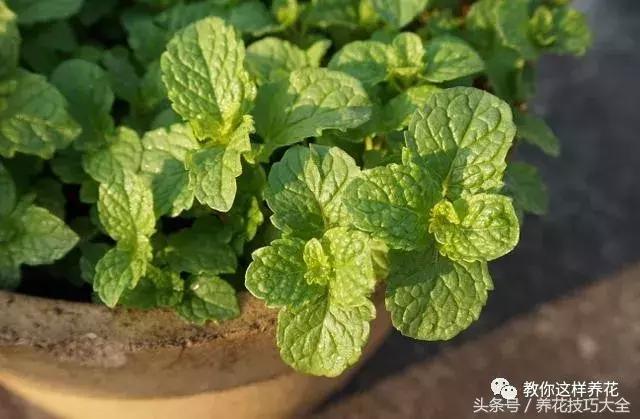 入睡困难也容易醒吃什么助眠药,入睡困难惊醒吃什么助睡眠的药好