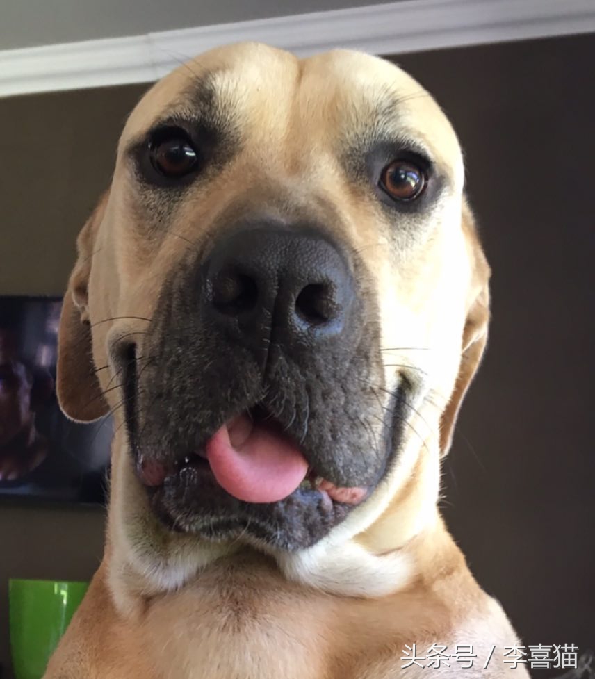 五种来自非洲的狗狗，最后一种可爱得像团毛球，知名度却很低