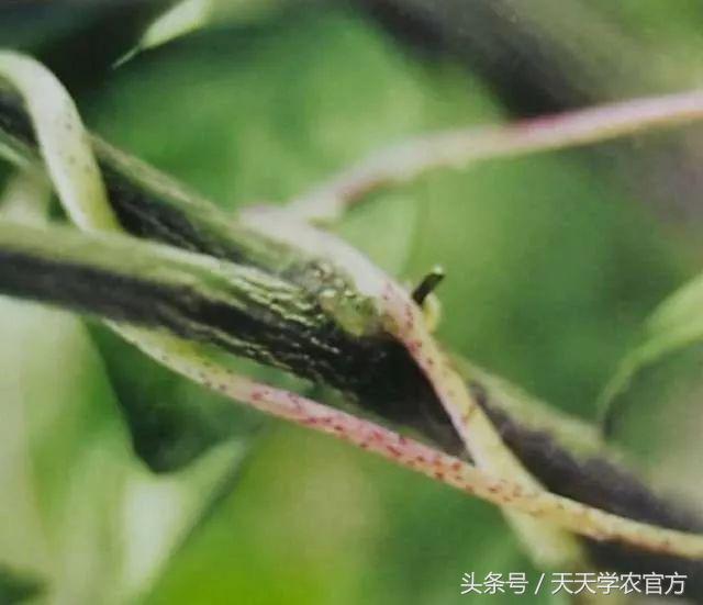 剪坏了的柑橘树如何补救,柑橘树错误修剪