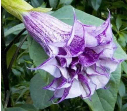 古人们都是靠什么东西来缓解疼痛的？古代十大“麻醉剂”盘点