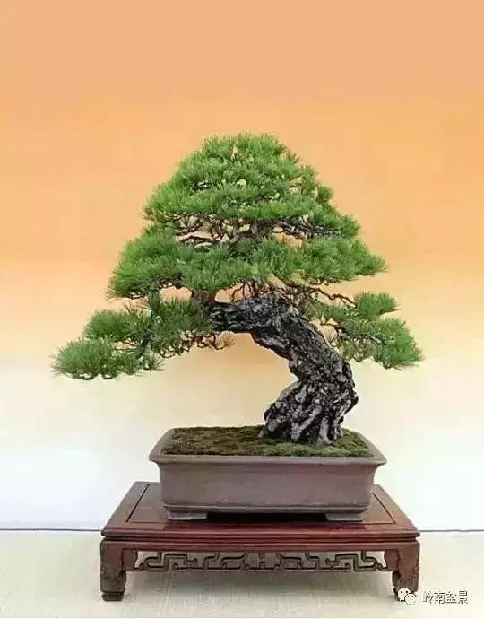 盆景人生哲理,从盆景欣赏体会人生哲理