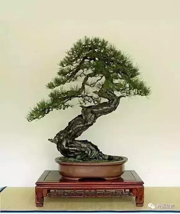 盆景人生哲理,从盆景欣赏体会人生哲理