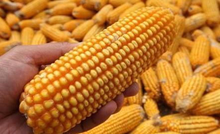 什么玉米种子最好高产,春播玉米和夏播玉米哪个高产