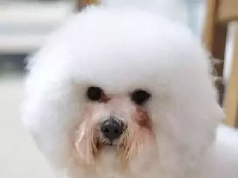 一招解决狗狗泪痕,如何解决狗狗泪痕